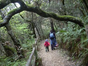 About Hummingbird Hill Playgarden Hikes