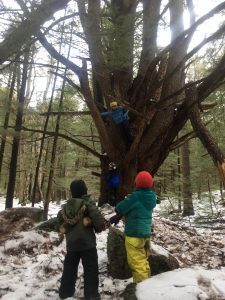 About Hummingbird Hill Playgarden Tree Climbing